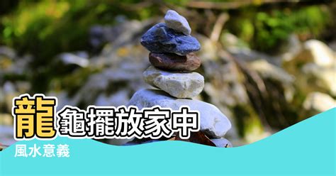 龍龜擺放方向|龍龜怎麼養？風水專家教你龍龜禁忌與招財祕訣 